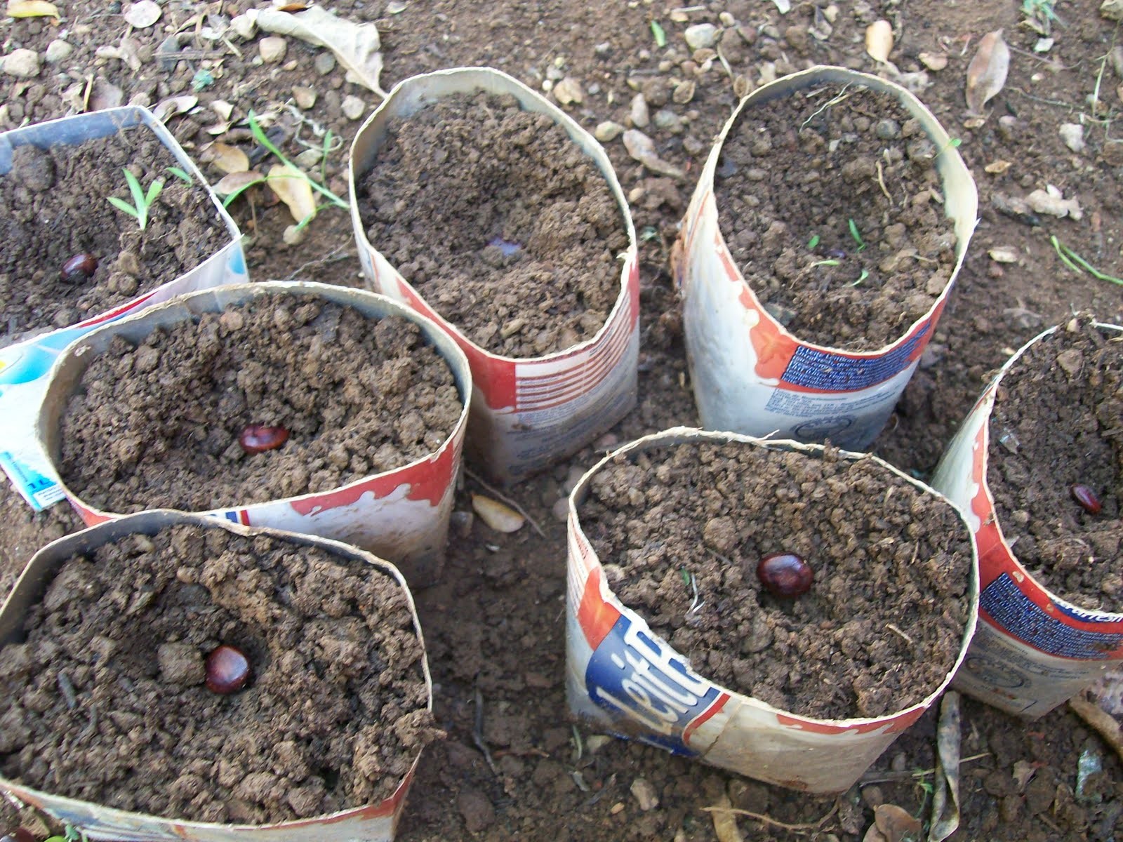 Como Plantar Tamarindo