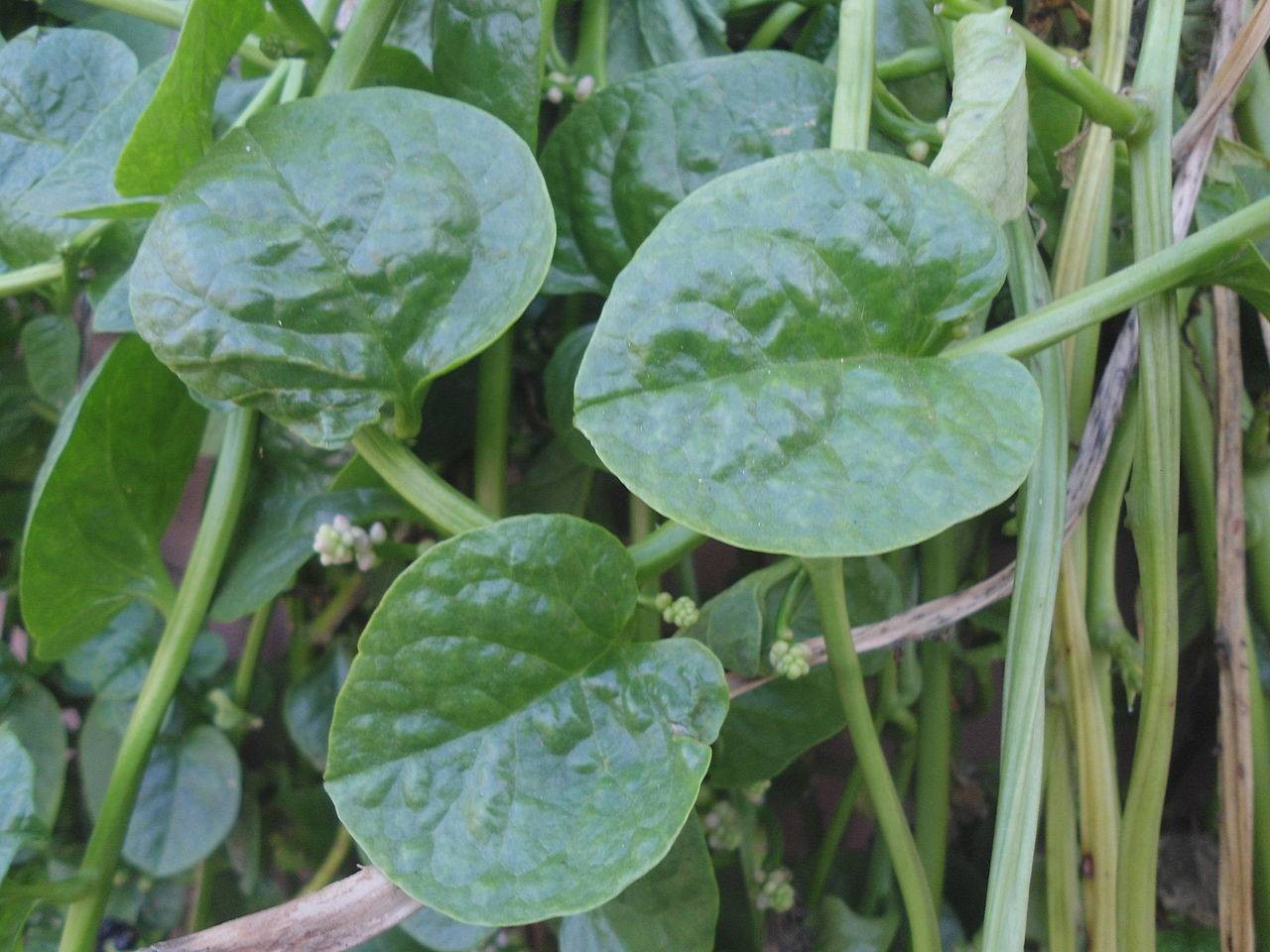 Como Plantar Espinafre em Vasos 