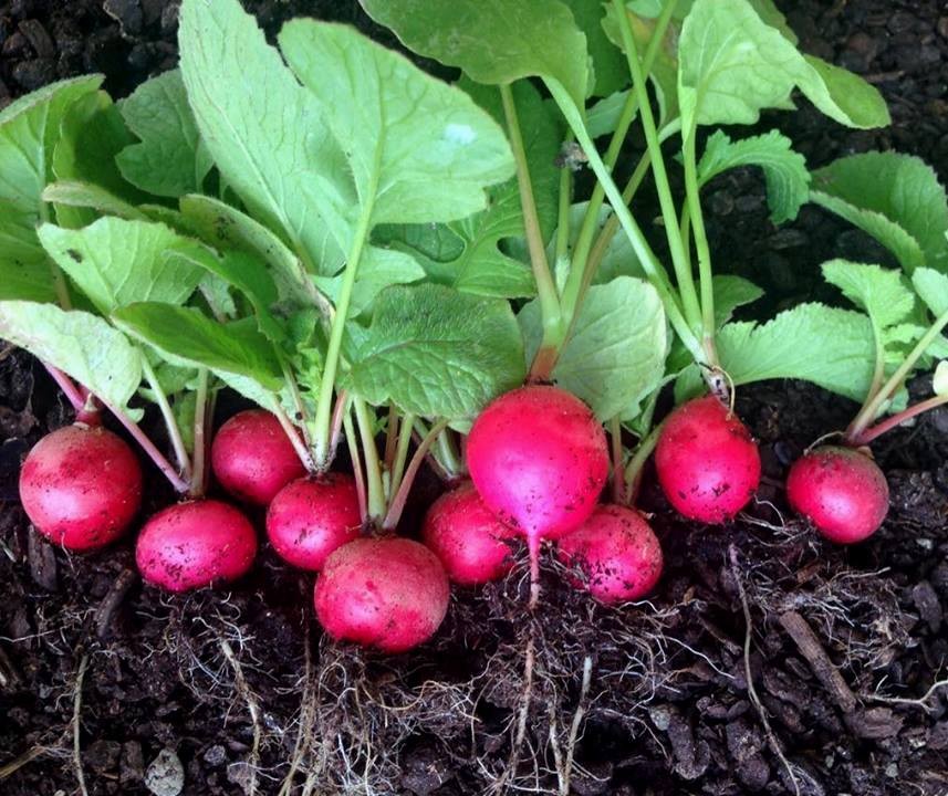 Como Plantar Rabanetes em Vasos 