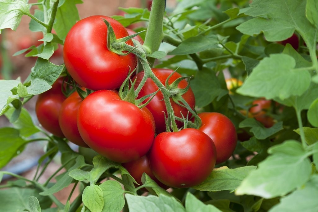 Como Cultivar Tomates