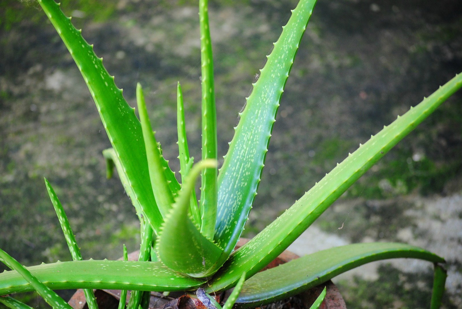 Aloe Vera