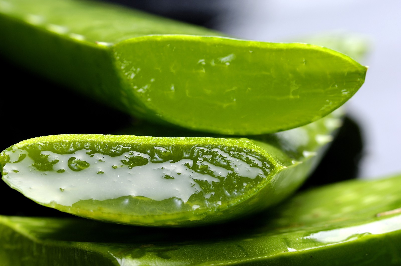 Como Plantar Aloe Vera