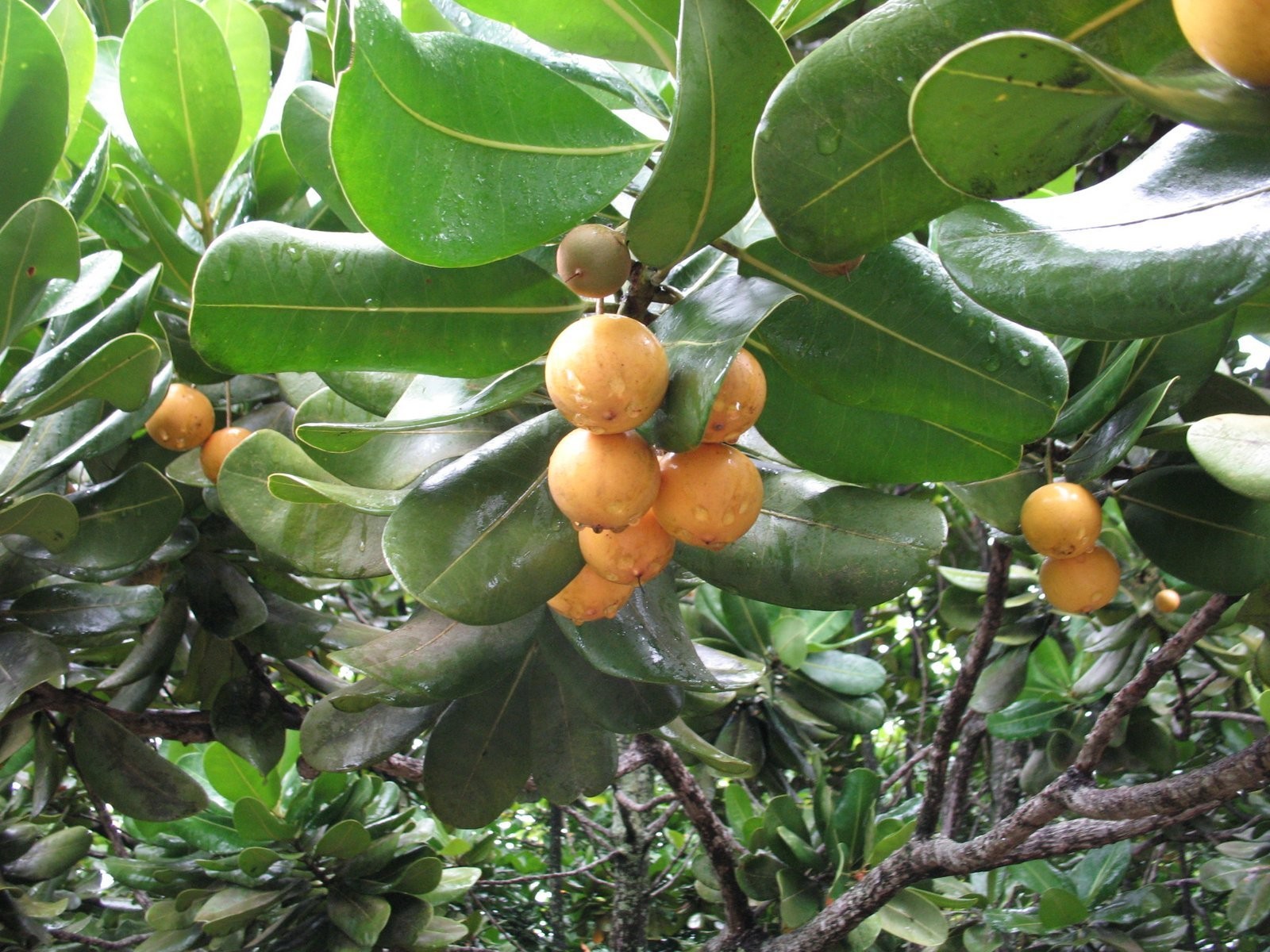 Como Plantar Bacuri - colheita