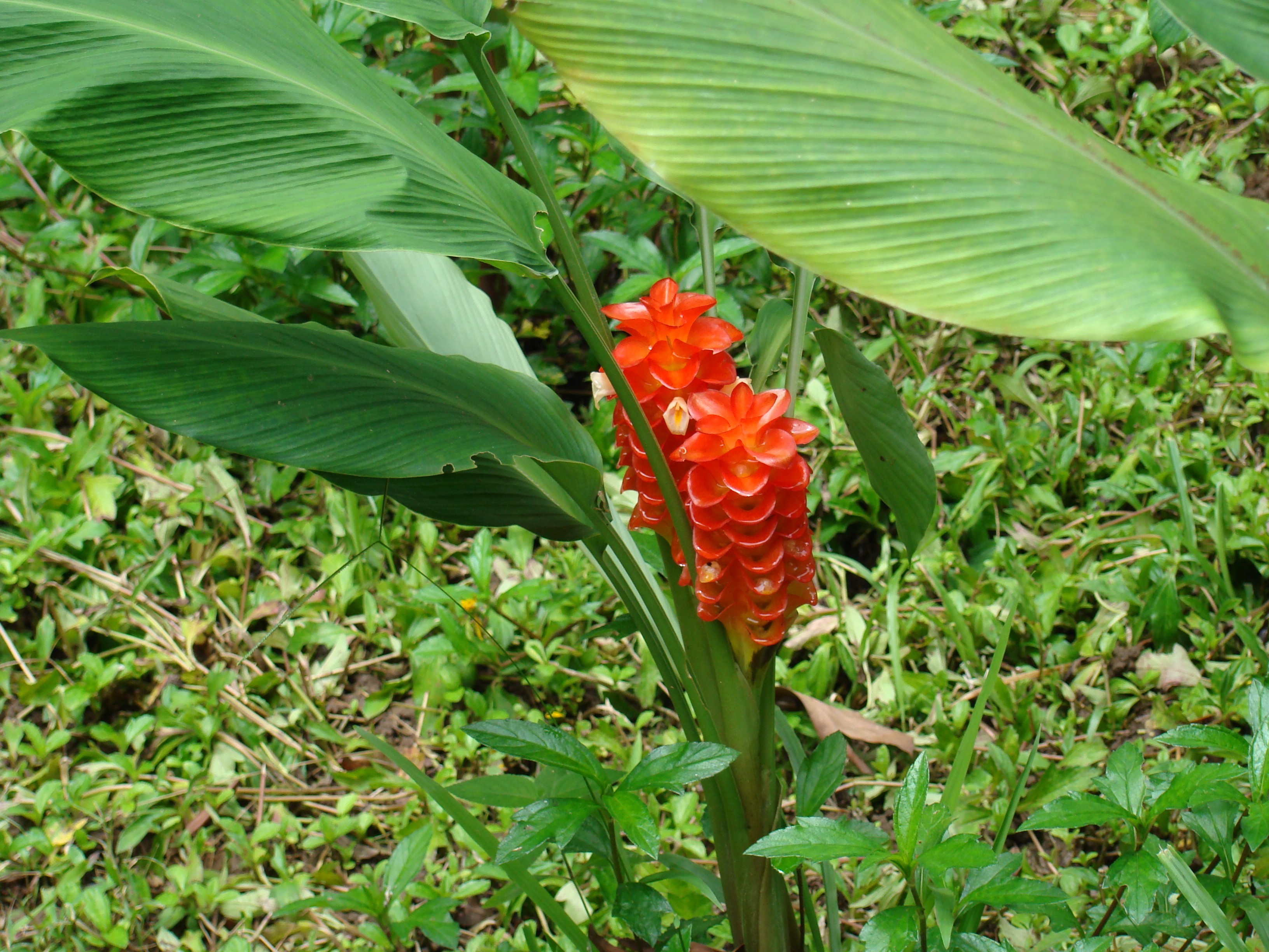 Como Plantar Cúrcuma 