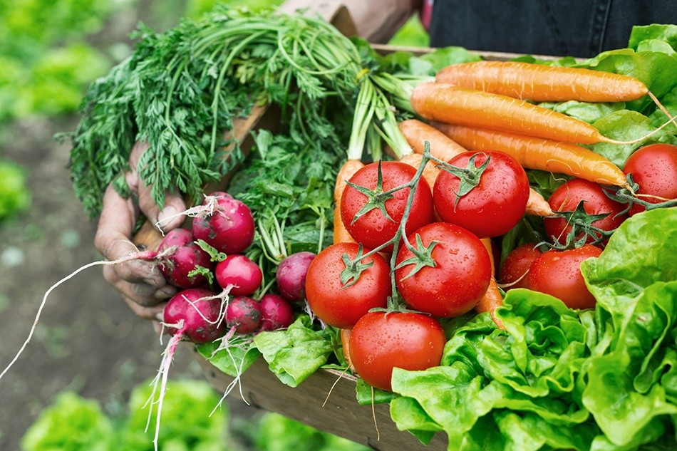 Como Cultivar Hortaliças em Casa 