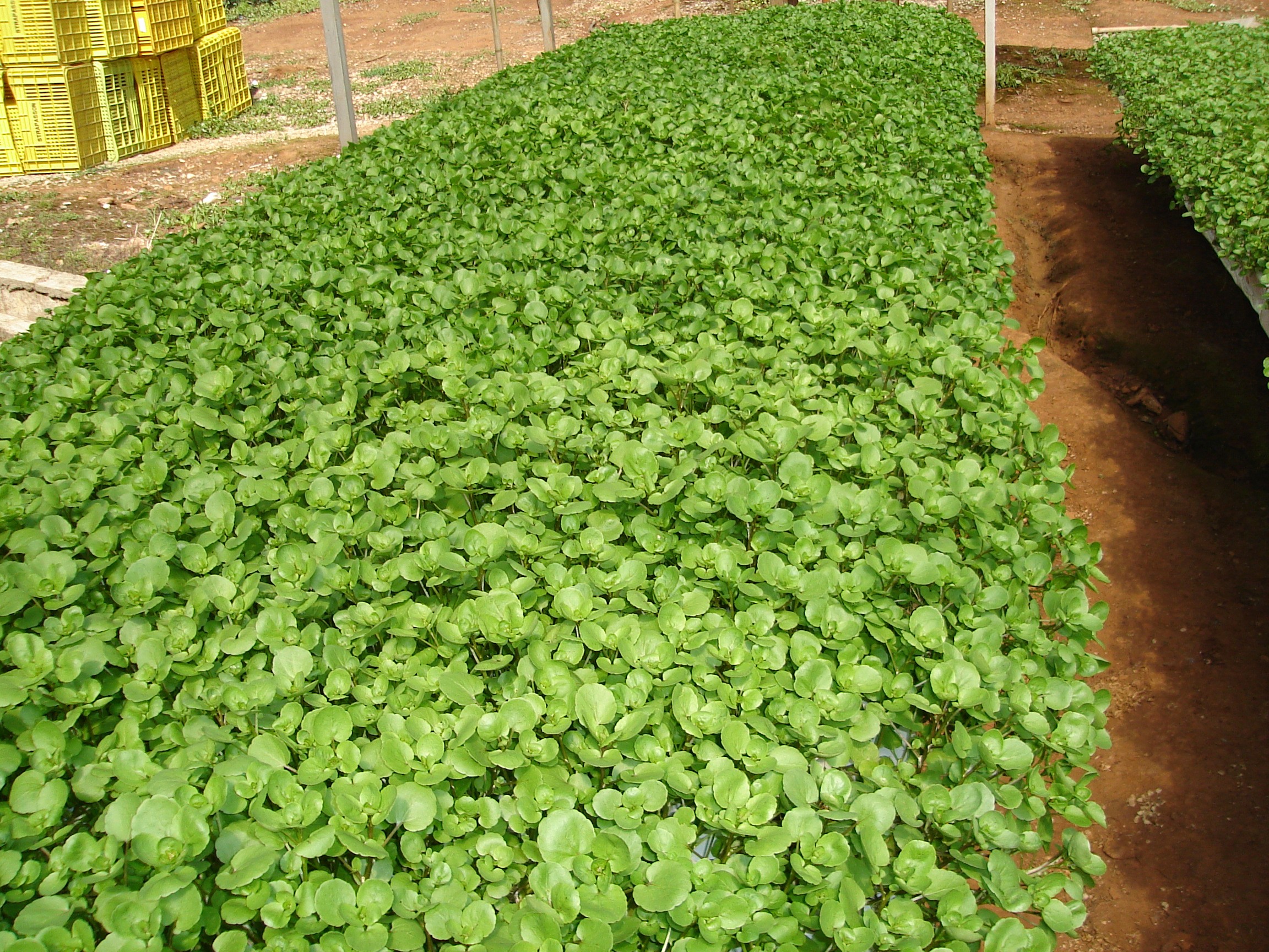 Benefícios do Agrião