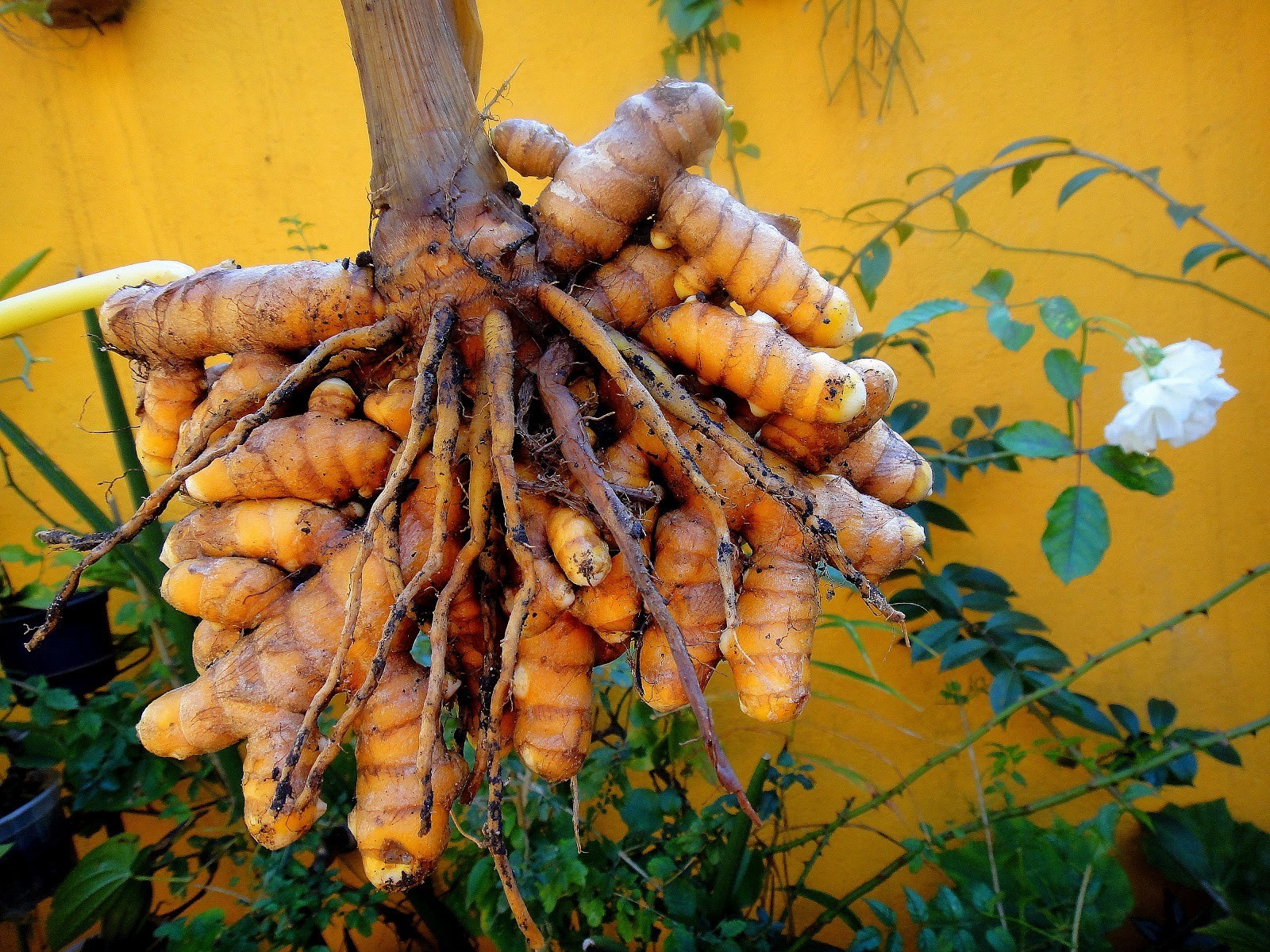 Como Plantar Cúrcuma 