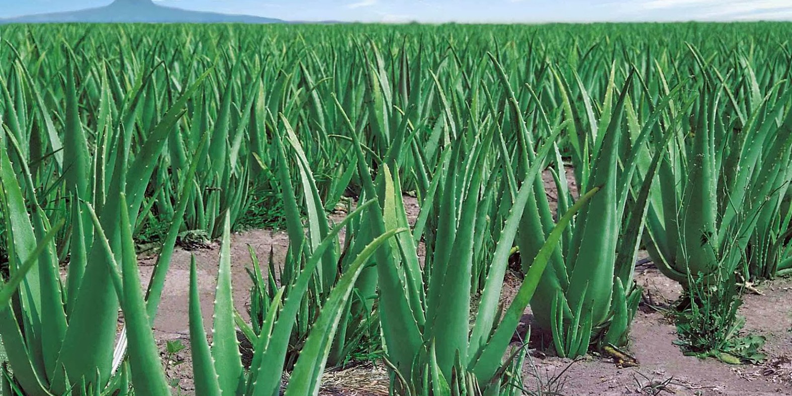 Como Plantar Aloe Vera