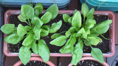 como cultivar espinafre