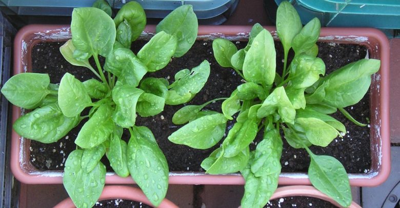 como cultivar espinafre