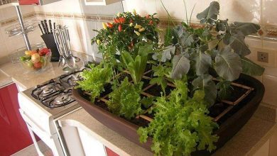 como cultivar planta em casa