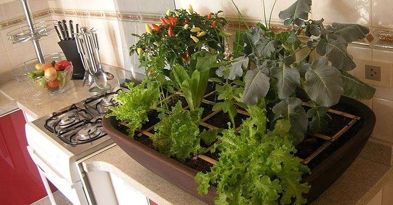 como cultivar planta em casa
