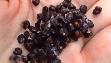 como cultivar sementes orgânicas