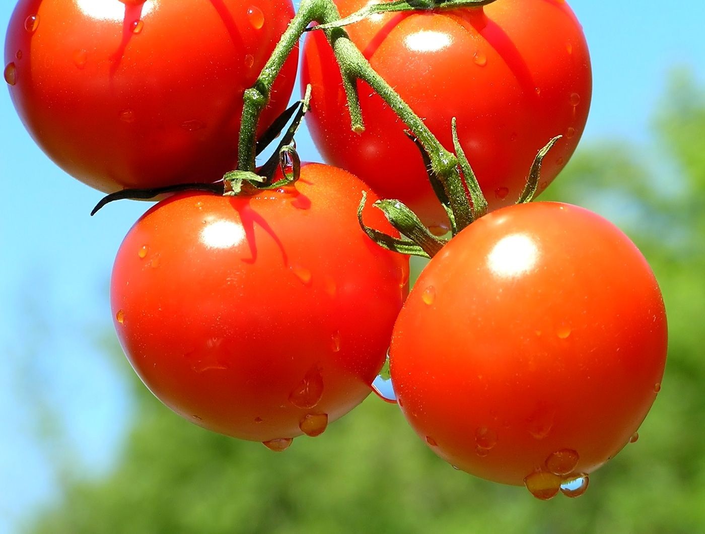 Como Cultivar Tomates Grandes