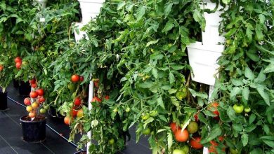 como cultivar tomates