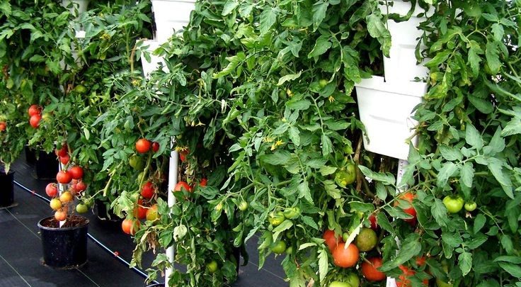 como cultivar tomates
