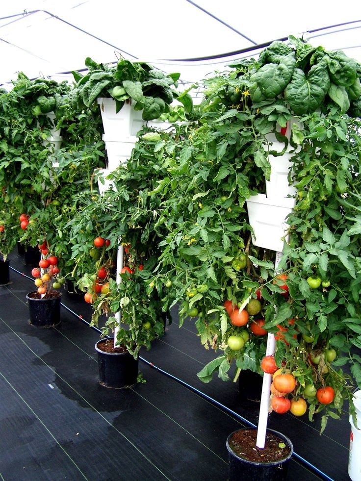 como cultivar tomates