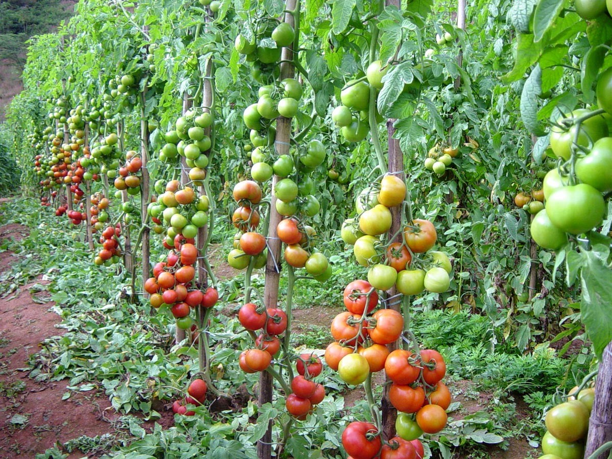 Como Cultivar Tomates