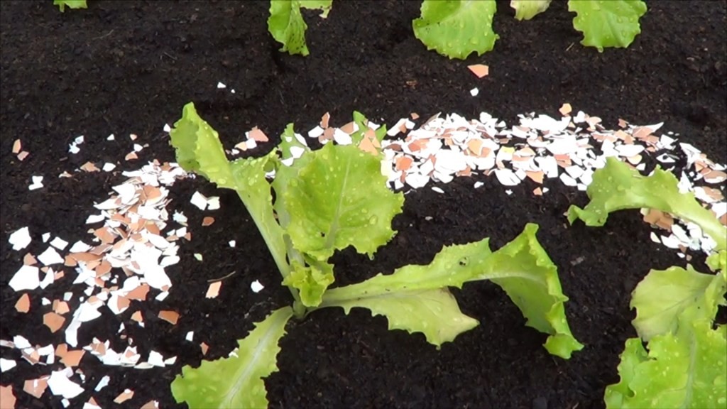 Como Adubar Planta com Casca de Ovos