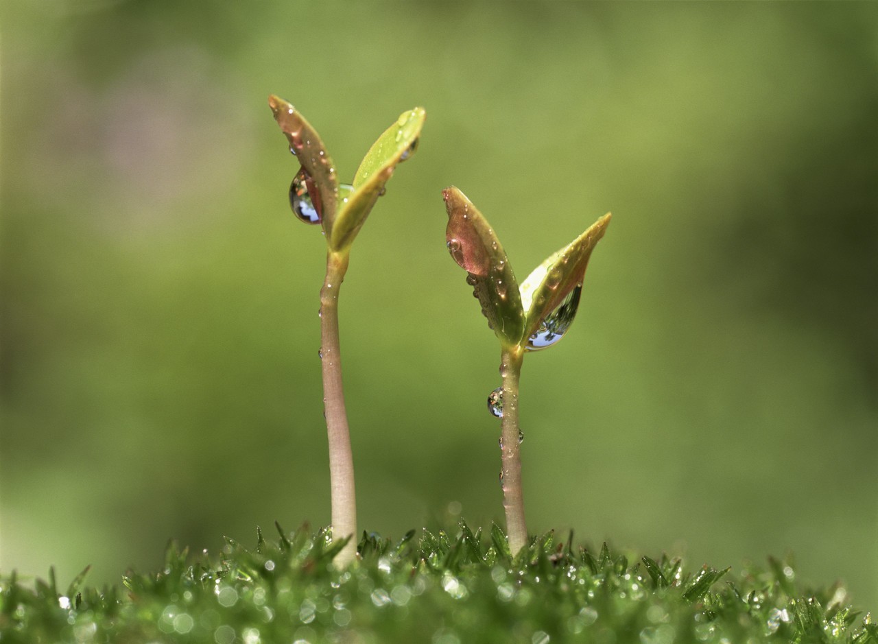 como germinar sementes