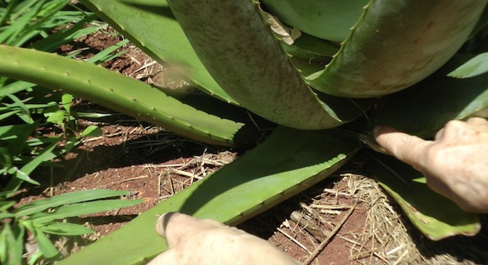 Como Plantar Aloe Vera