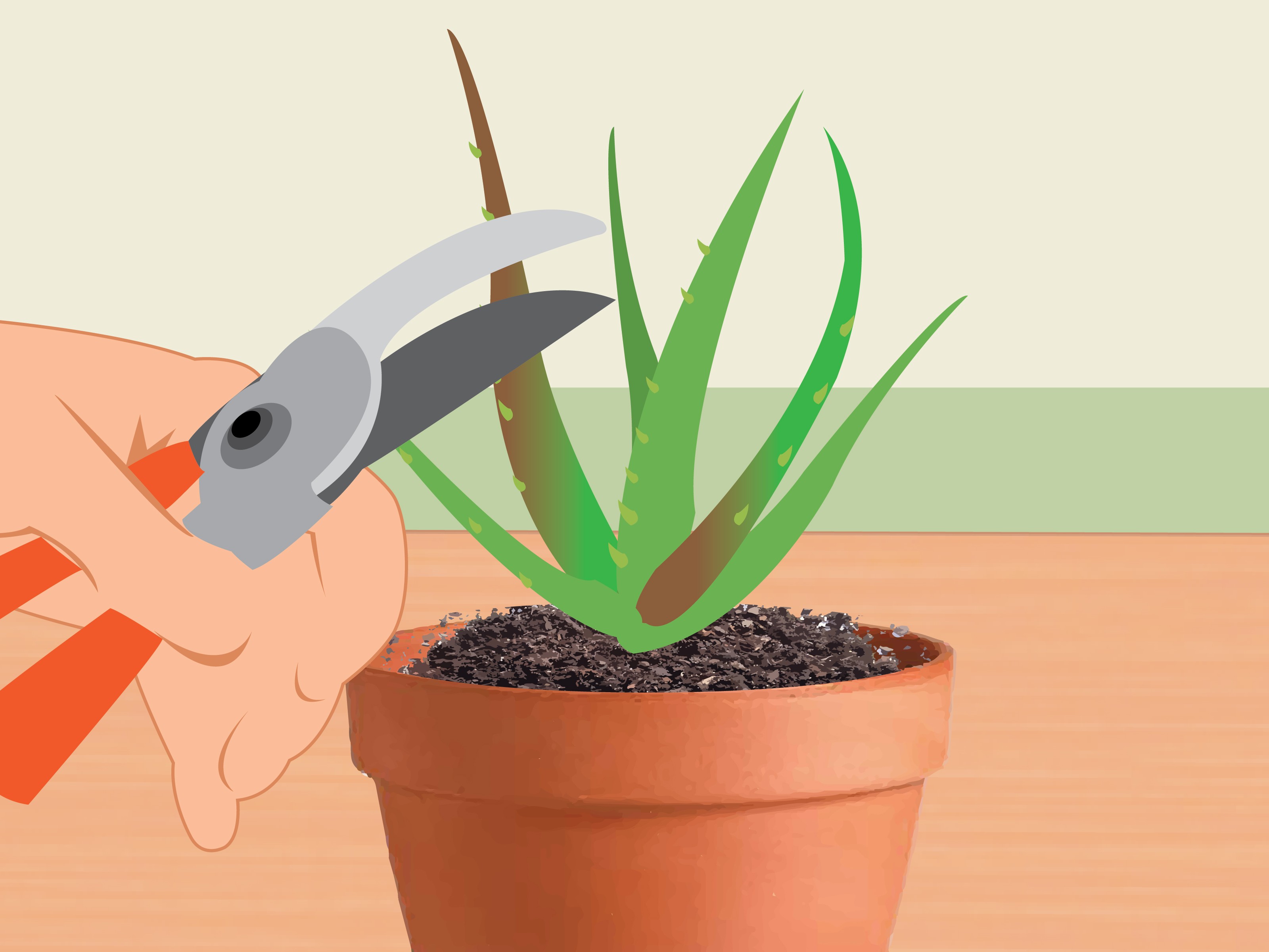 Como Plantar Aloe Vera