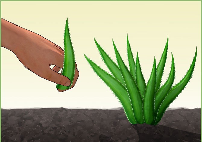 Como Plantar Aloe Vera