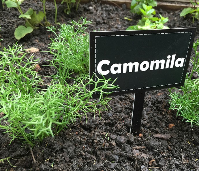 Como Plantar Camomila _ Sementes 