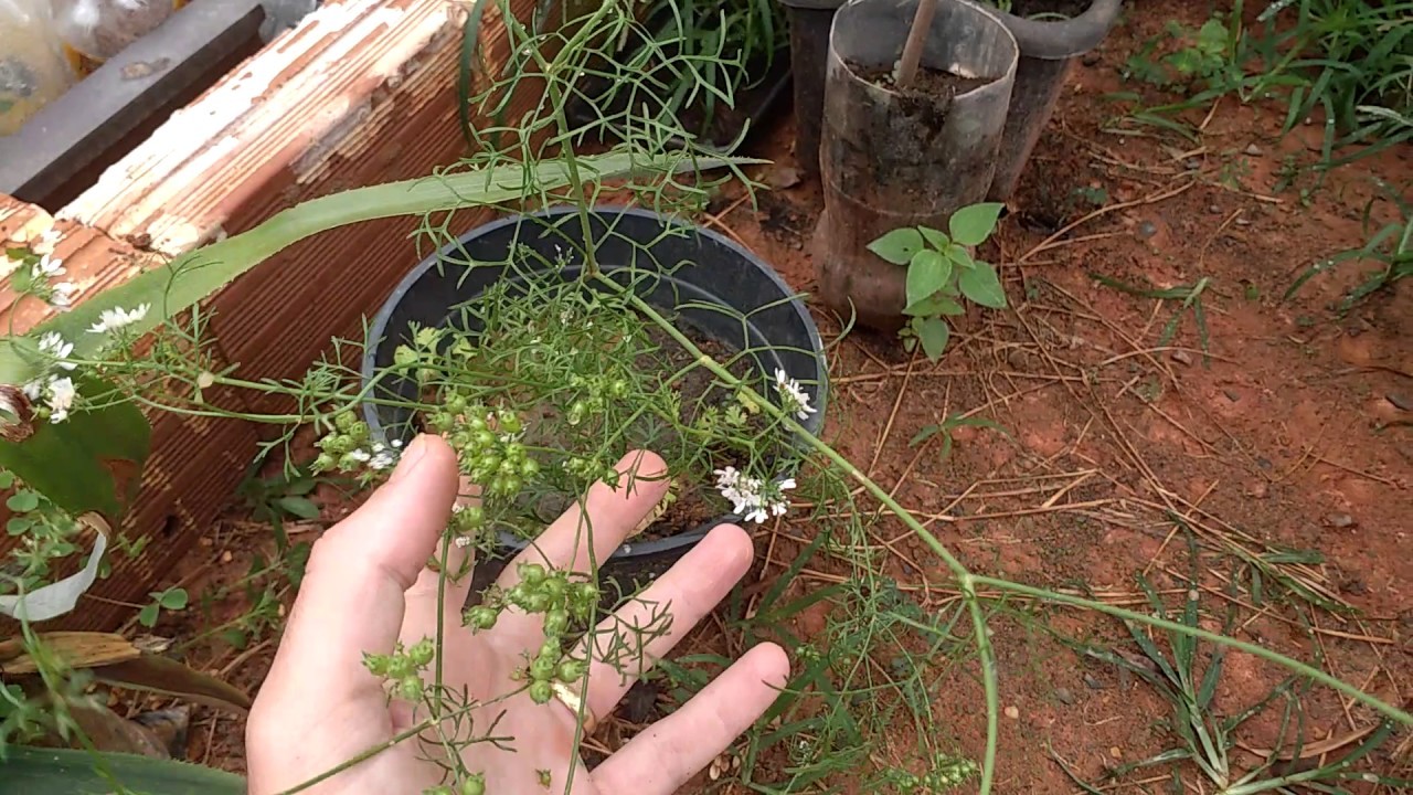 Como Plantar Coentro 