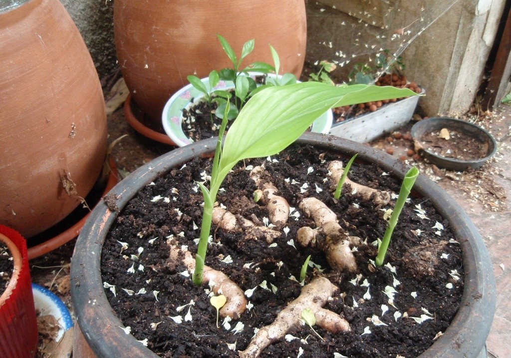 Como Plantar Cúrcuma 