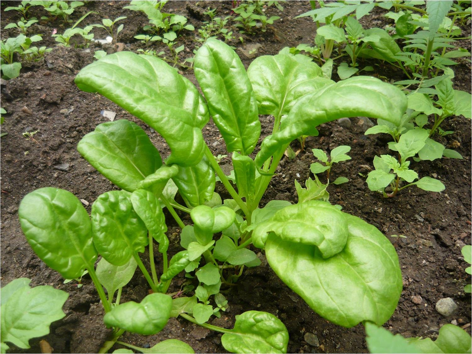 como plantar espinafre