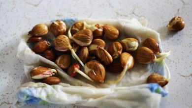 como plantar o damasco