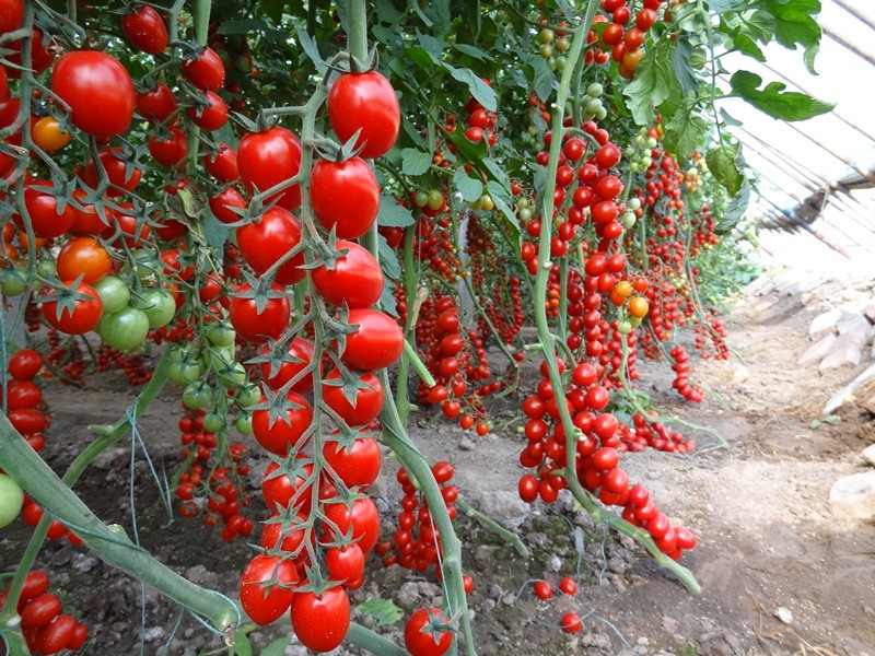 Tomates pendurados