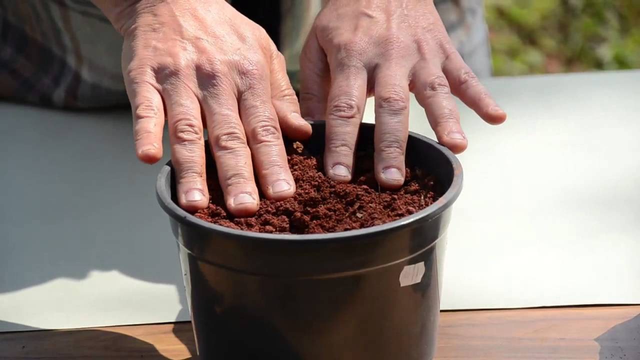 Como preparar o solo para horta 