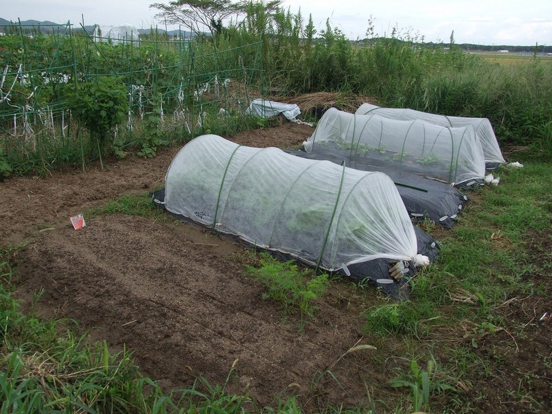 Tomates