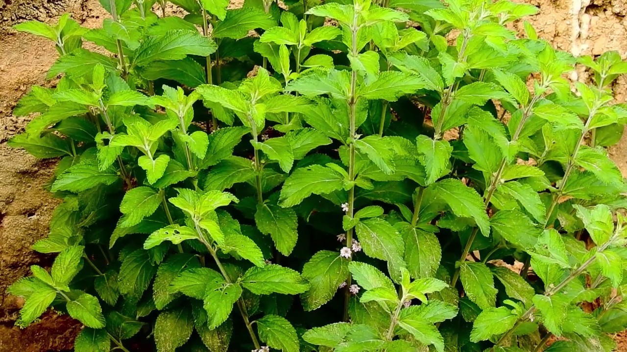 Como Plantar Erva-cidreira