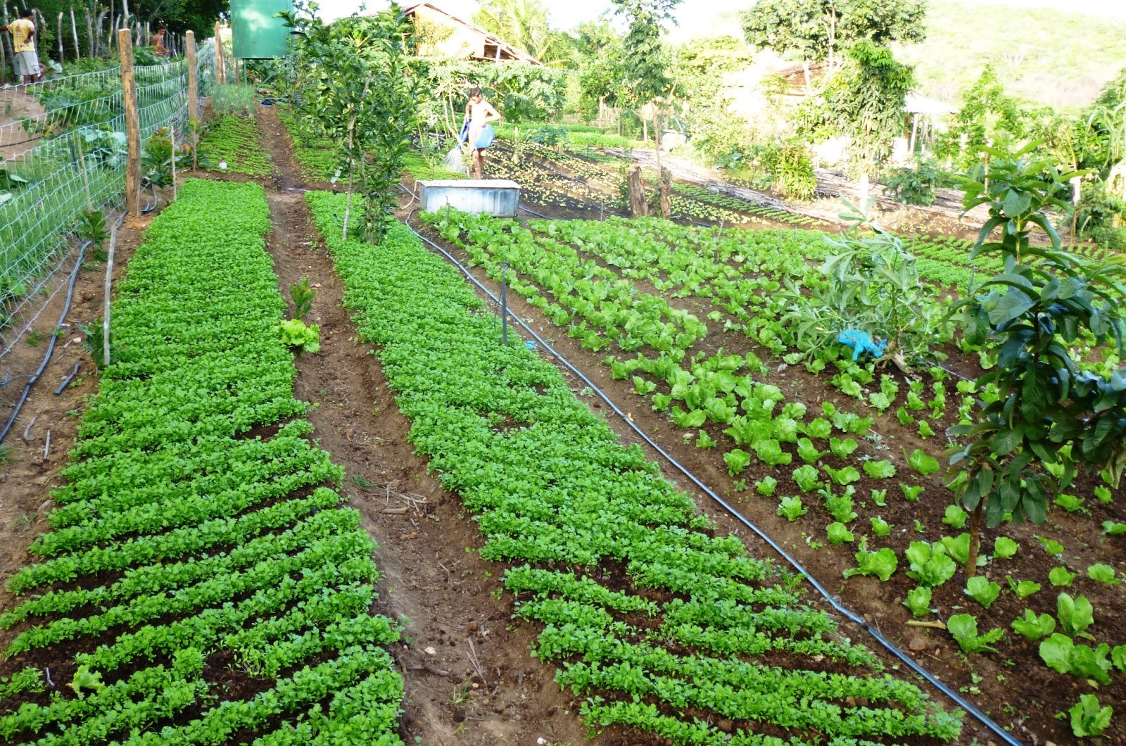 Horta em Casa 