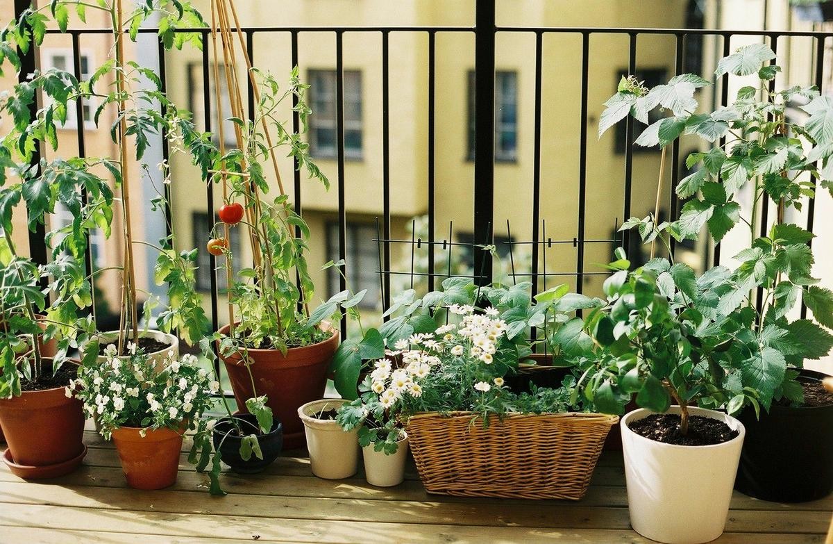 horta em casa