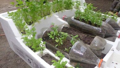 horta em casa simples