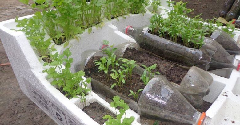 horta em casa simples