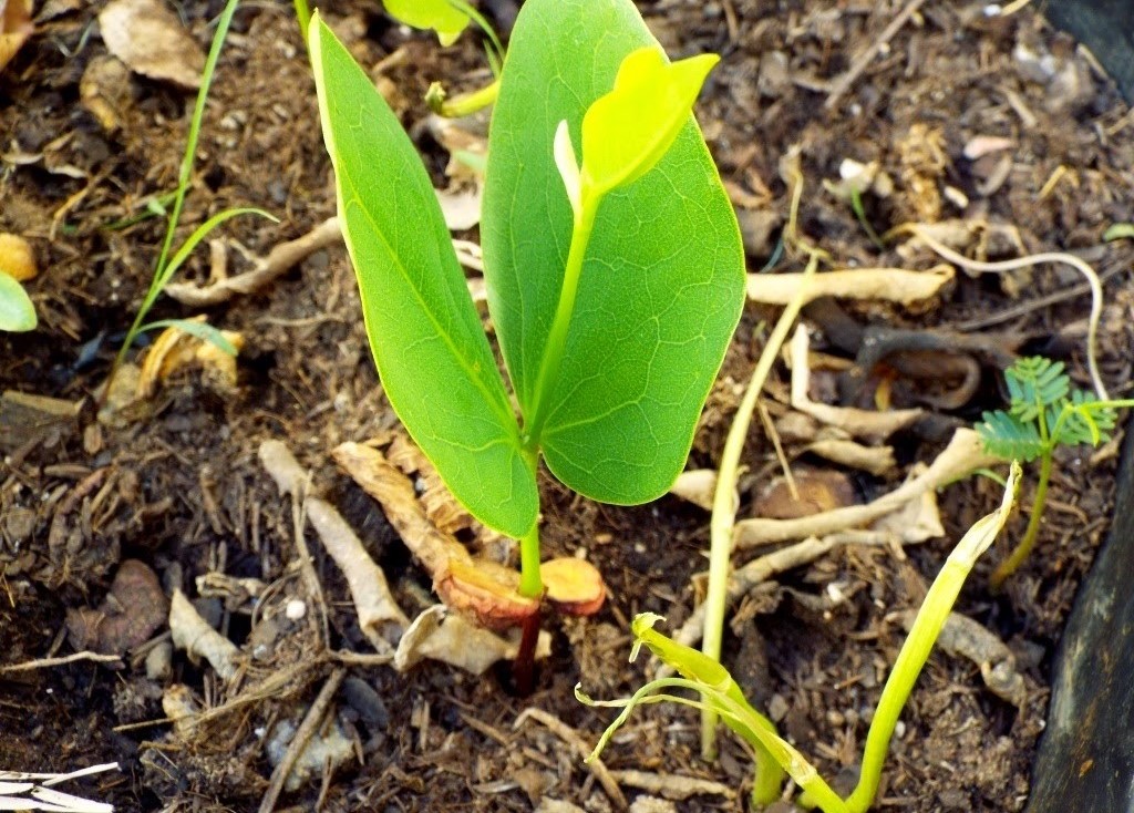 muda de jatoba