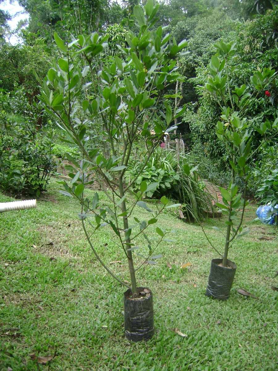 plantar louro em casa