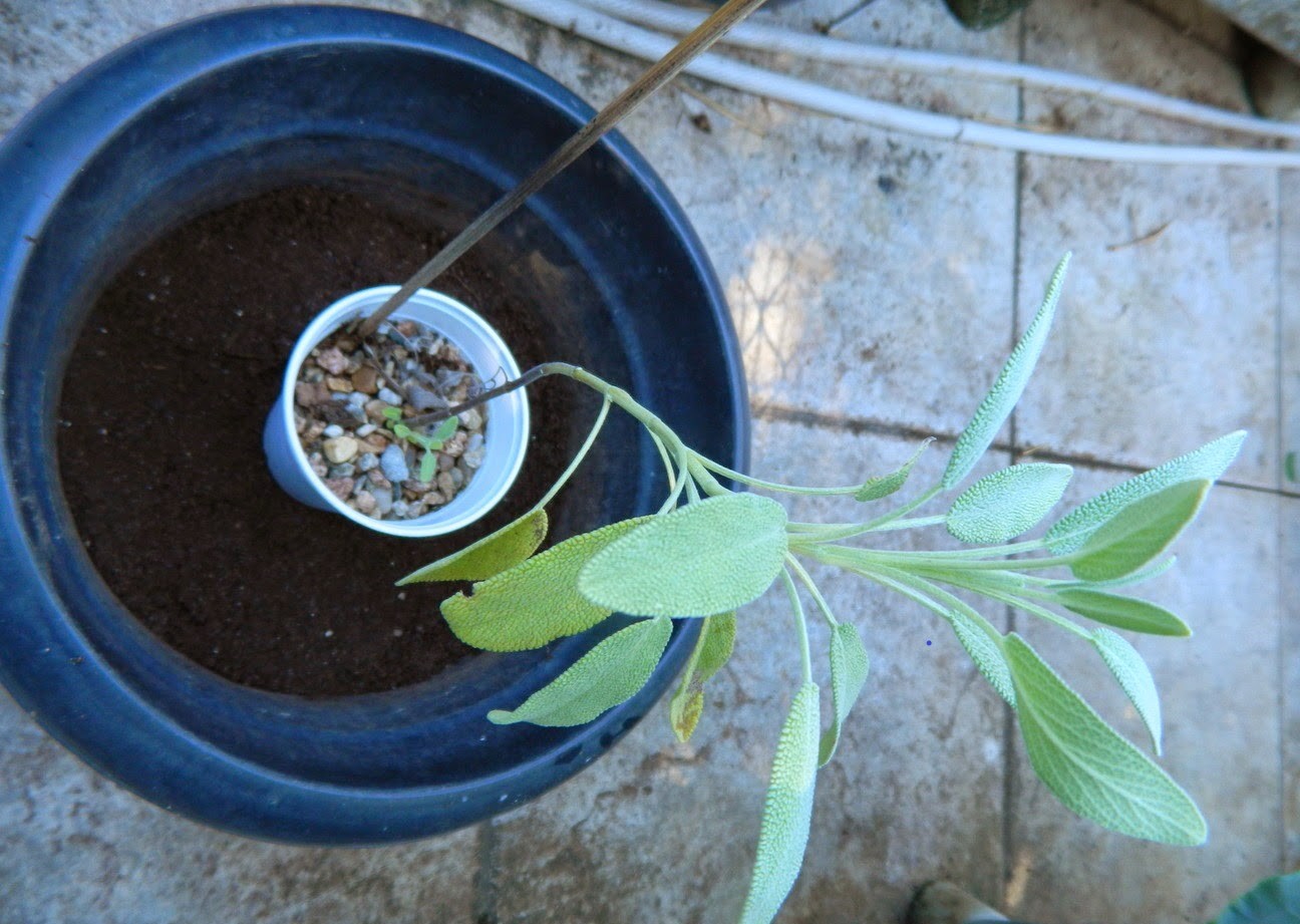 Como Plantar Sálvia