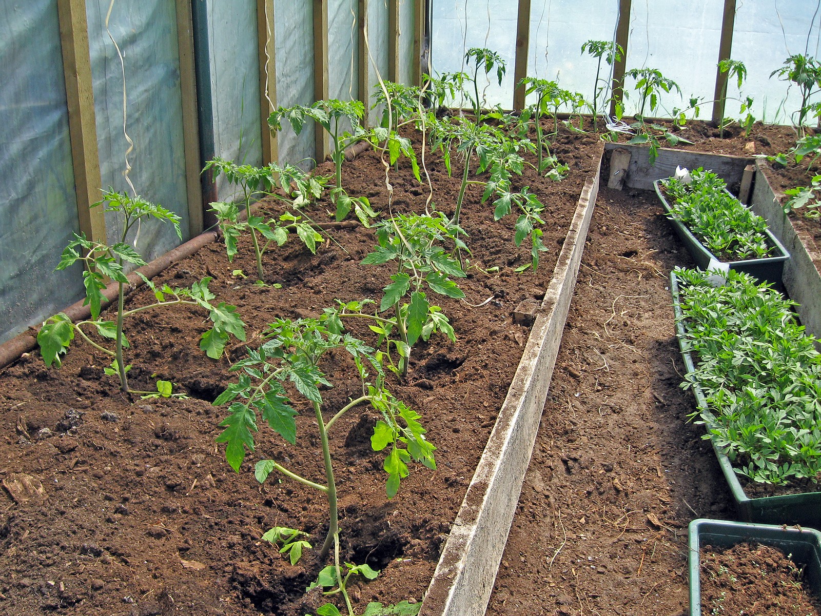 Como Cultivar Tomates Grandes