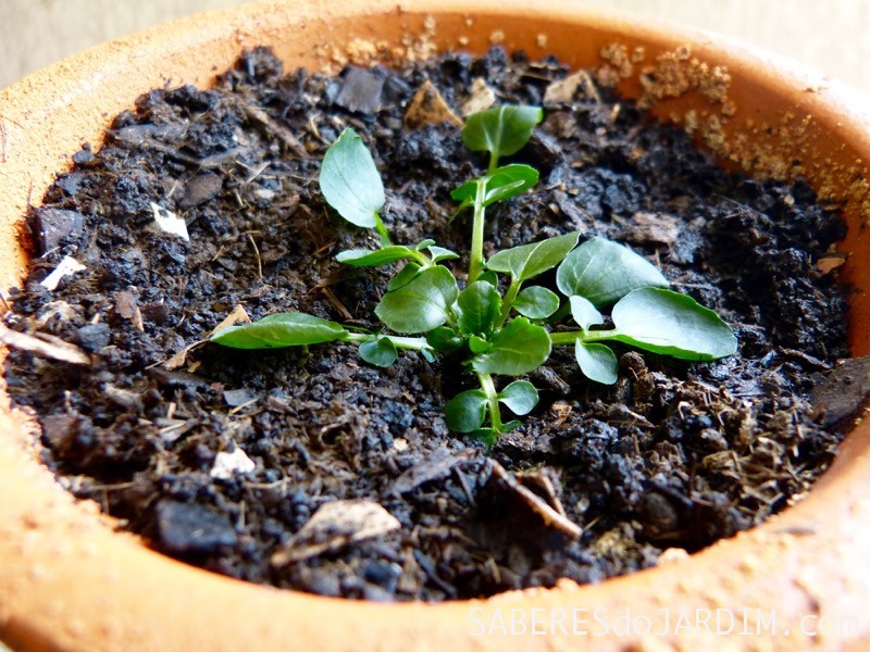 Como Plantar Agrião _ Sementes 