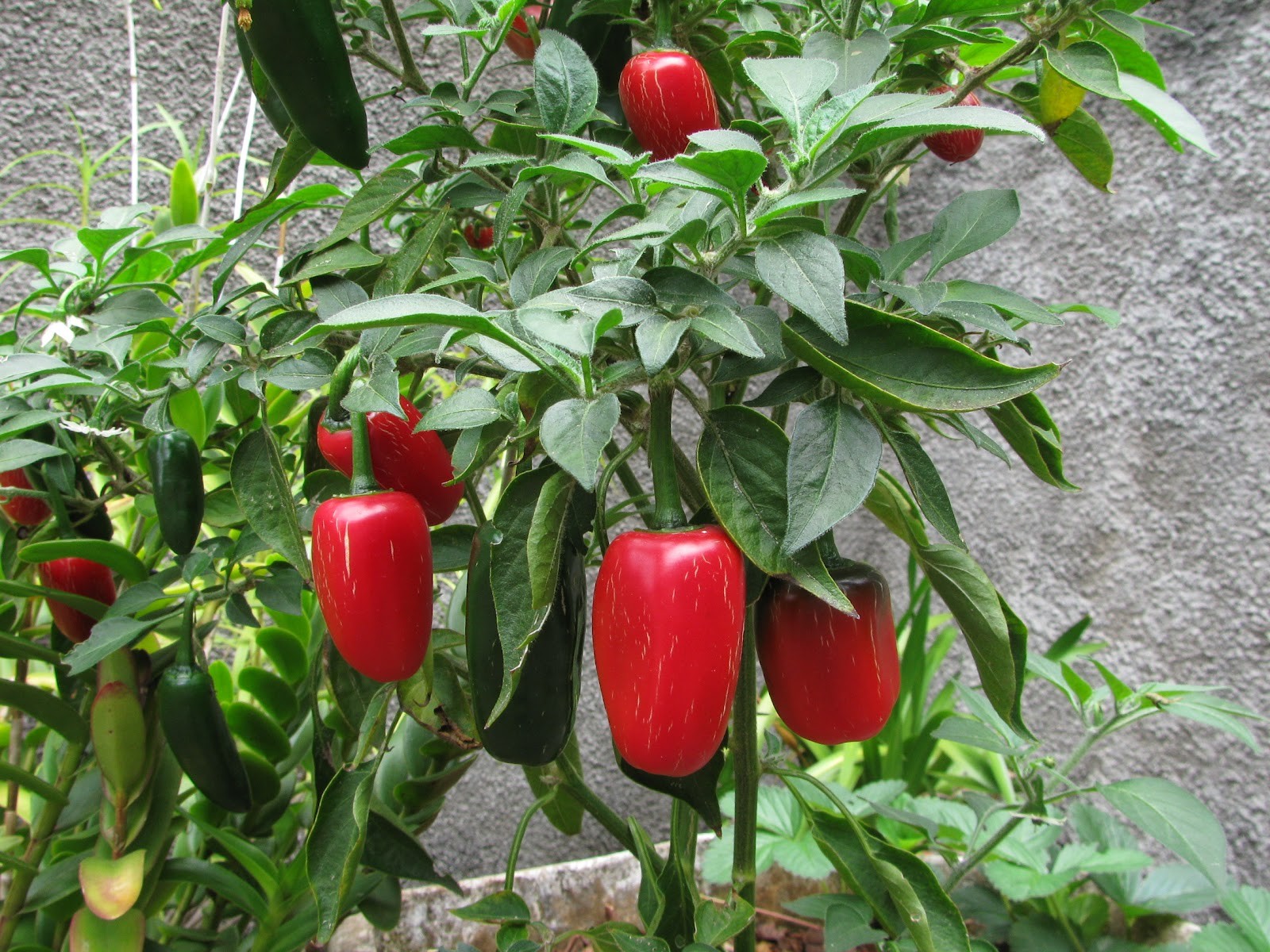 Como Plantar pimentas em Vasos 