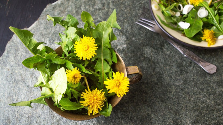 Salada de Dente de Leão