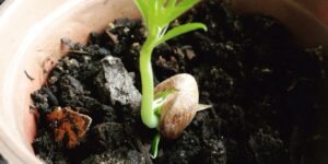 sementes germinadas