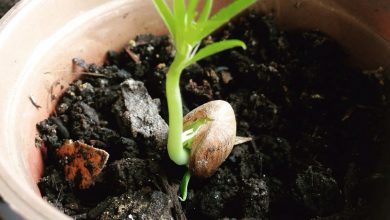 sementes germinadas