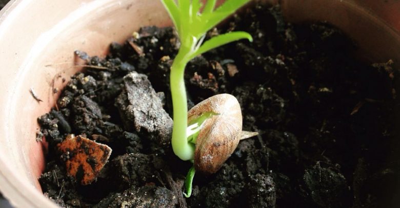 sementes germinadas